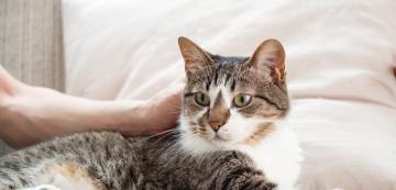 На каква възраст котките започват да страдат от артрит?