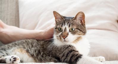 котка у дома