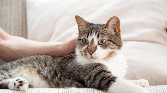 На каква възраст котките започват да страдат от артрит?