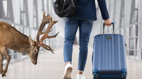 елен турист