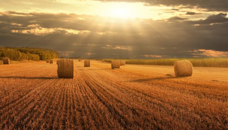 поле - ПОРТФЕЙЛ: 1697 лв. за декар нива