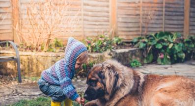 Леонбергер