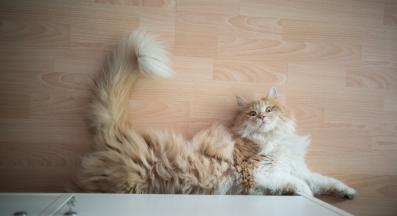 котка с вдигната опашка