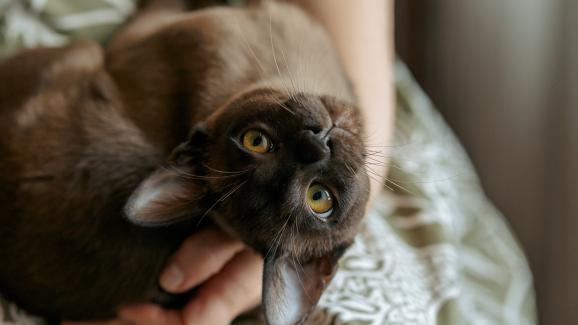 Срещат ли се рядко кафявите котки?