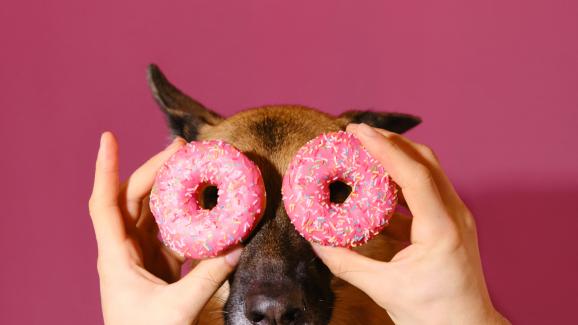 7 токсични храни, които не бива да давате на кучето си