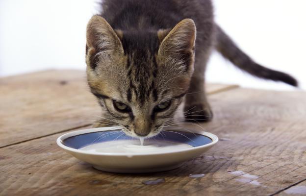 котка пие мляко