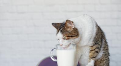 котка пие мляко