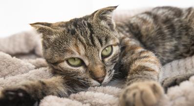 котка си почива