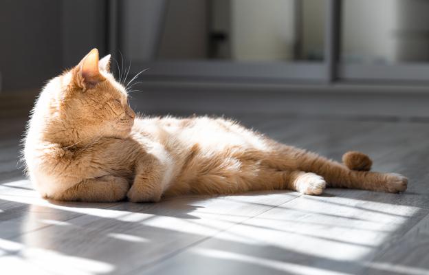 котка на слънце