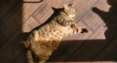 котка на слънце