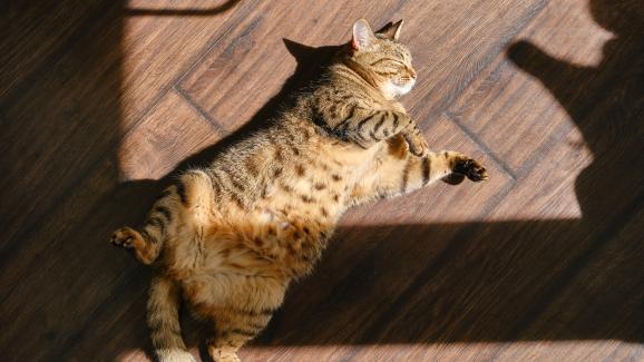 6 причини защо котките обичат слънцето