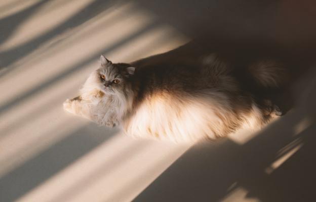 котка на слънце
