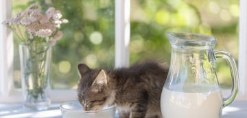 Безопасно ли е овесеното мляко за котките?