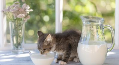 котка пие мляко