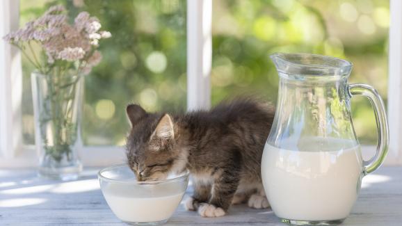 Безопасно ли е овесеното мляко за котките?