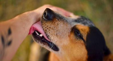 куче ближе човек