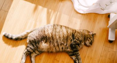 котка с наднормено тегло лежи