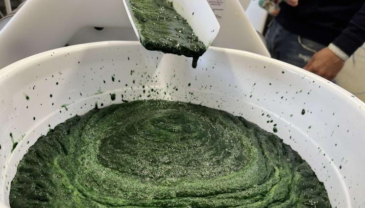 спирулина - Агро Телеграф: Българска спирулина заминава за САЩ