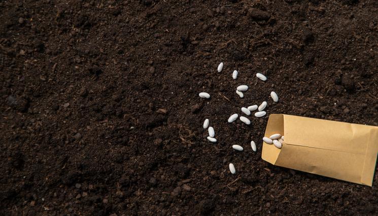 боб - Агро Телеграф: Подготвяме сега площите за боб