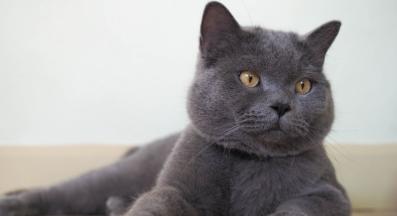 котка у дома