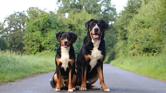5 най-известни швейцарски породи кучета (СНИМКИ)
