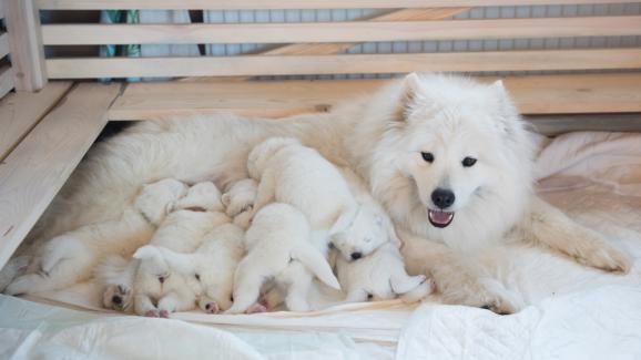 Поведение на кучето-майка след раждането