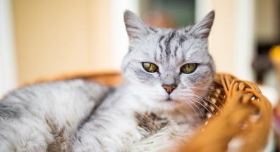 котка у дома