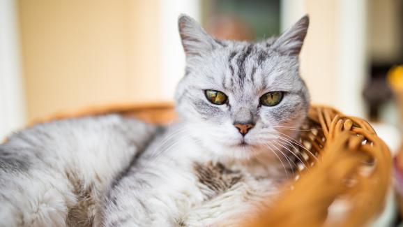 Могат ли котките да предвидят смъртта на друга котка
