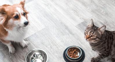 котка и куче