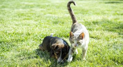 котка и куче