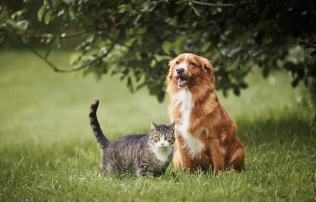 котка и куче