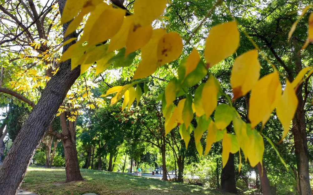 Есенна Варна