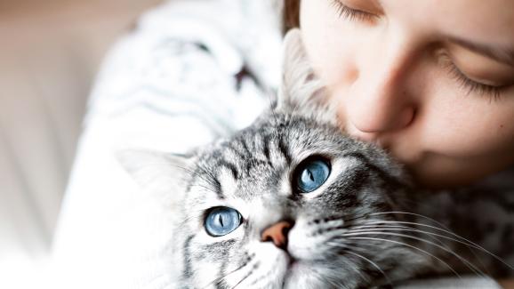 9 лесни начина да подобрите живота на вашата котка