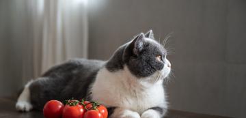 Могат ли котките да ядат домати