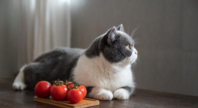 котка и домати