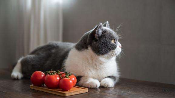 Могат ли котките да ядат домати