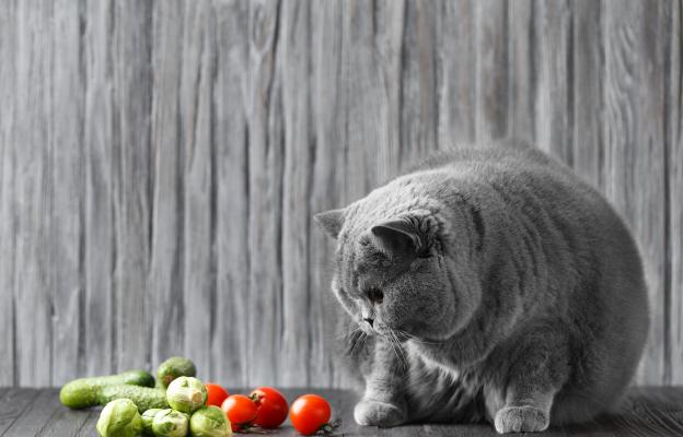 котка и домати