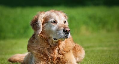 възрастно куче