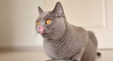 котка се храни