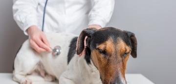 Ларингит при кучетата: симптоми и лечение