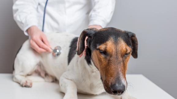 Ларингит при кучетата: симптоми и лечение