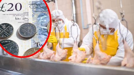 пилета лири