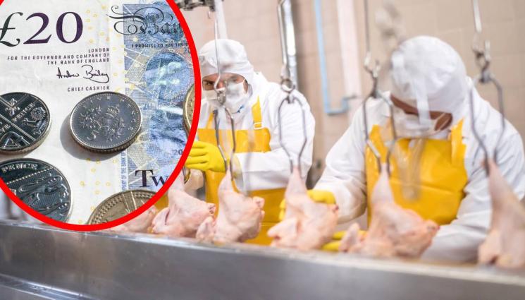 пилета лири - ЮРУШ НА ПАЧКИТЕ: Българи скубят пилета във Великобритания за 16 паунда на час