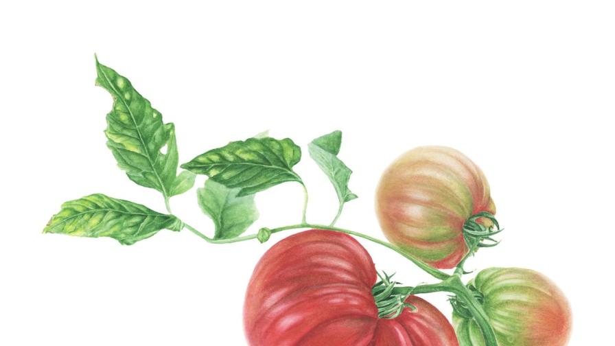 "Нездравословни, миризливи и странни": Страхът на европейците към доматите