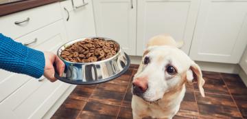 7 възможни причини защо храната на кучето ви мирише зле
