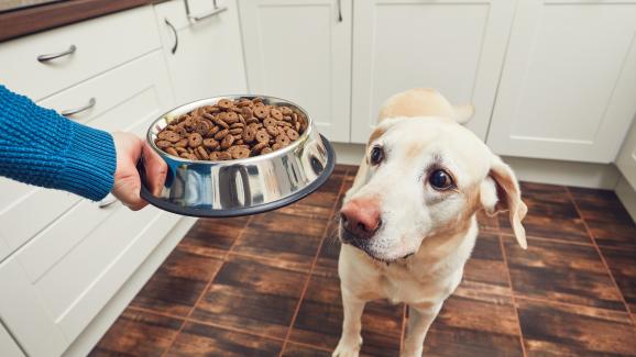 7 възможни причини защо храната на кучето ви мирише зле