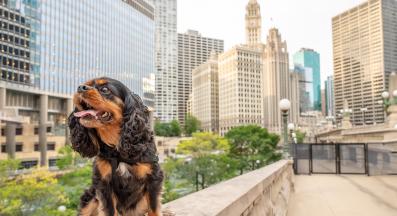 развълнувано куче