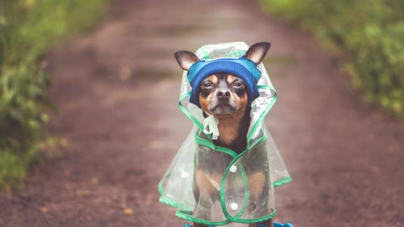 7 съвета за безопасност при разходка на кучето ви в дъждовно време