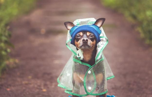 куче дъжд