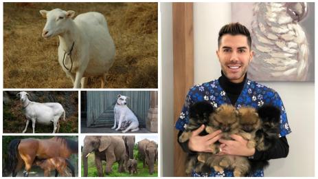 животни бременност